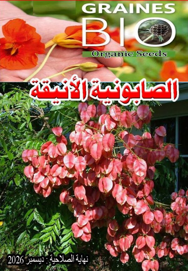 بذور شجرة الصابونية الأنيقة - 450 دج