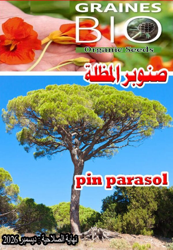 بذور شجرة صنوبر المظلة