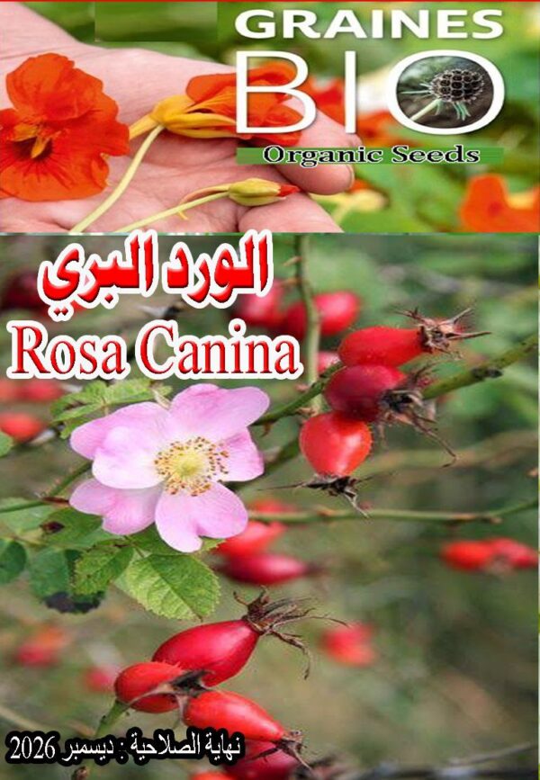 بذور شجرة الورد البري - 450 دج