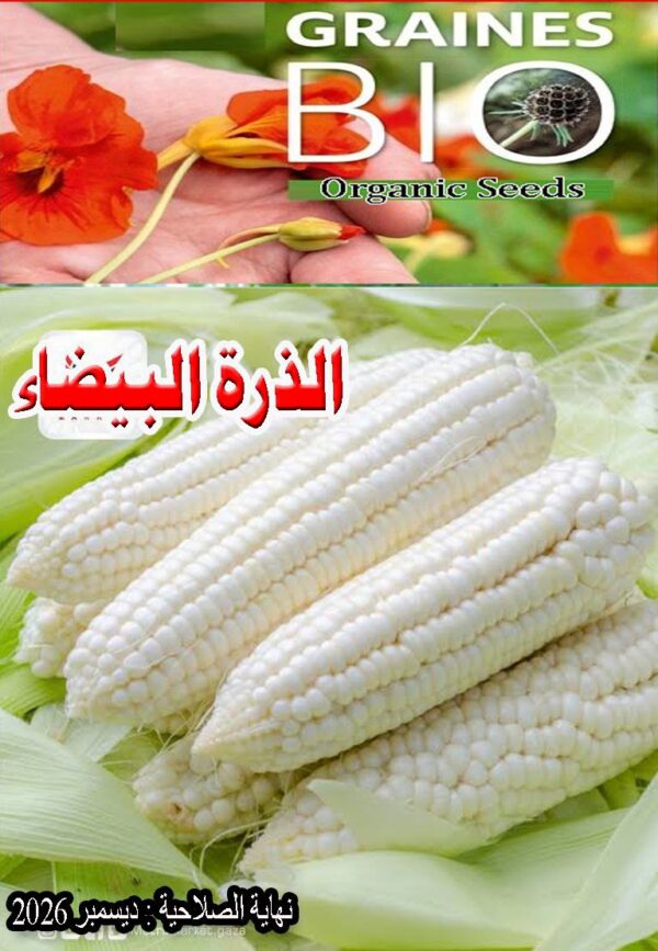 بذور الذرة البيضاء