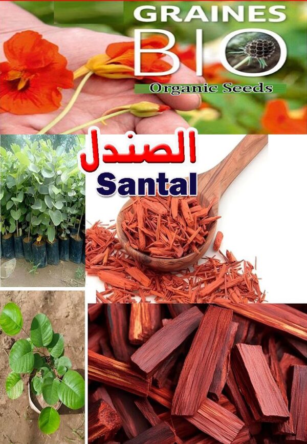 بذور شجرة الصندل