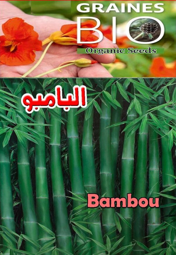 بذور شجرة البامبو