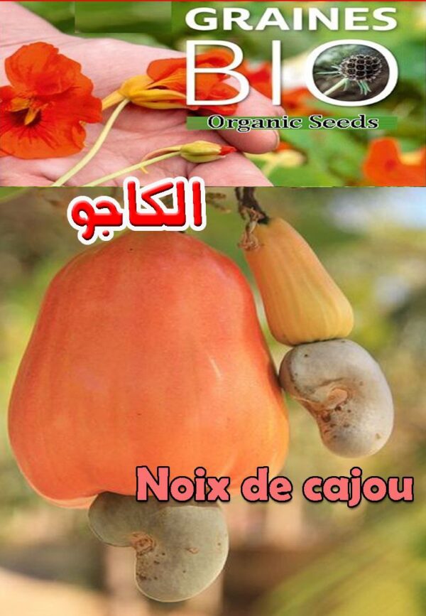 بذور الكاجو