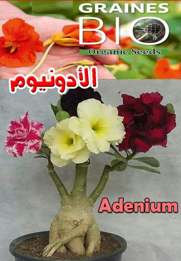 بذور شجرة الأدونيم