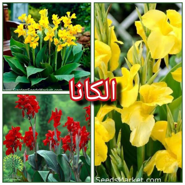 بذور زهرة الكانا