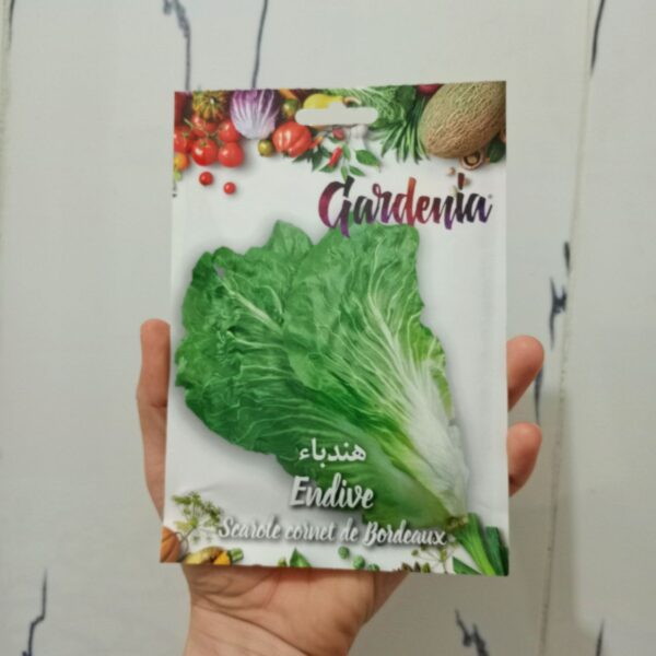 بذور الهندباء