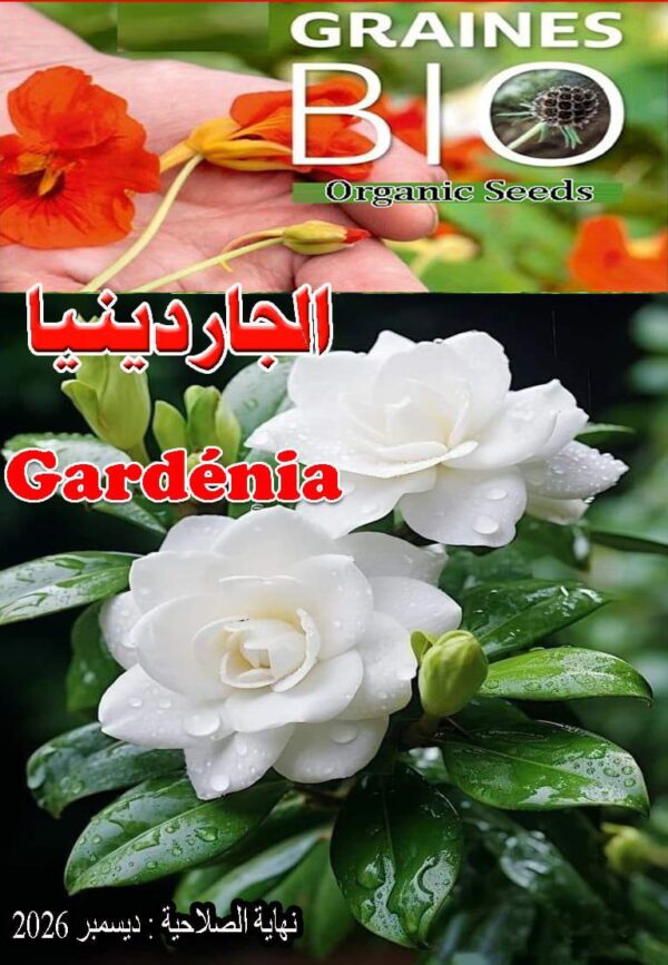 بذور زهرة الجاردينيا