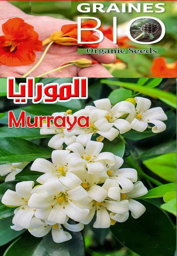 بذور شجرة ياسمين المورايا