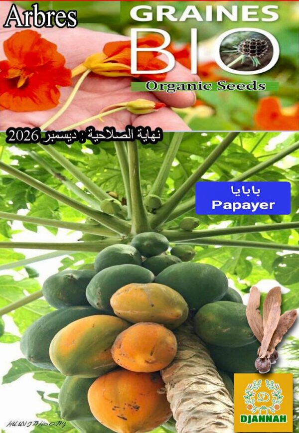 بذور البابايا