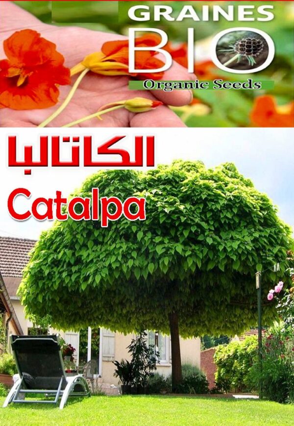 بذور شجرة الكاتالبا