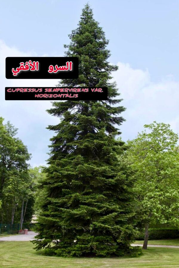 بذور شجرة السرو الأفقي