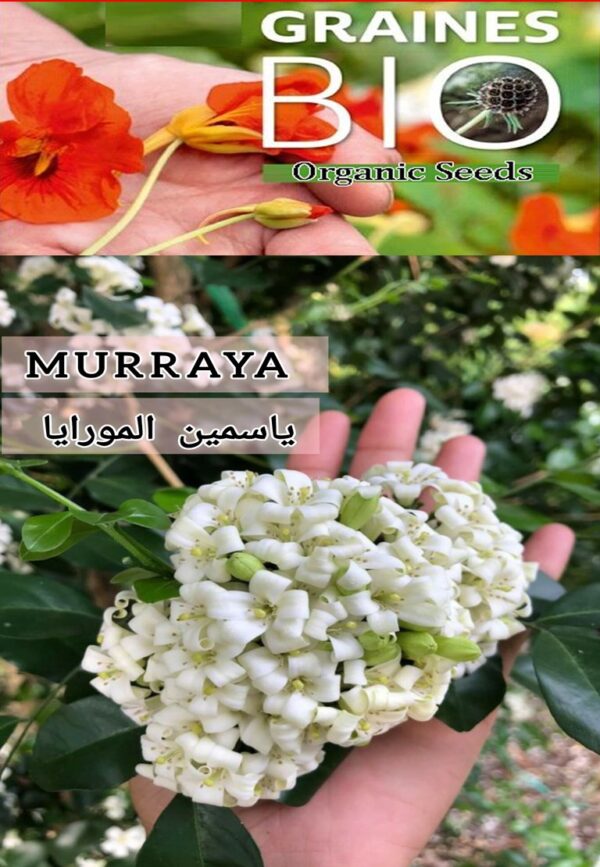 بذور الياسمين مورايا