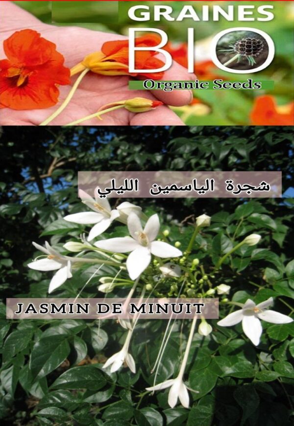 بذور الياسمين الليلي