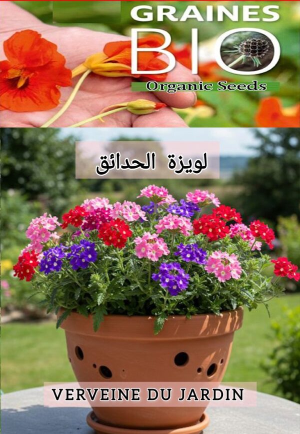 بذور اللويزة العطرية