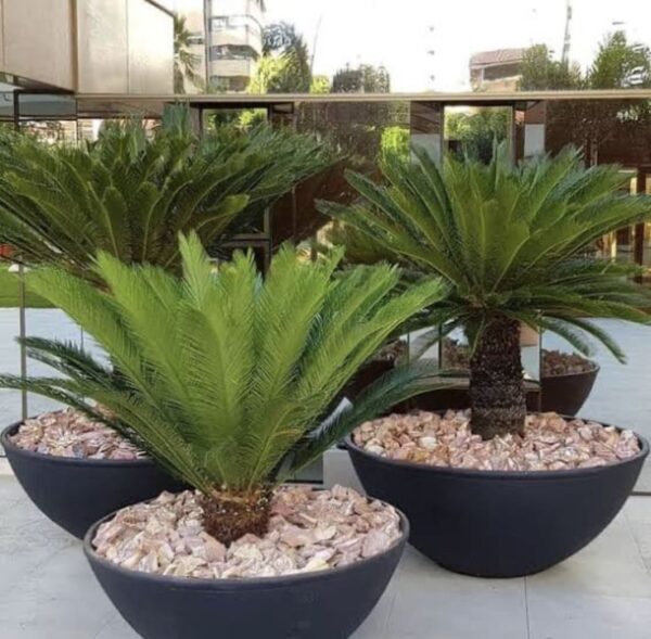 ⁦بذور نخيل السيكاس⁩ - الصورة ⁦4⁩