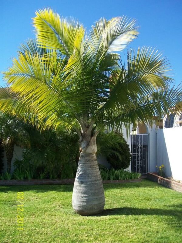 ⁦بذور نخيل بوتل بالم bottle palm⁩ - الصورة ⁦4⁩