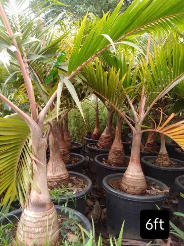 ⁦بذور نخيل بوتل بالم bottle palm⁩ - الصورة ⁦3⁩