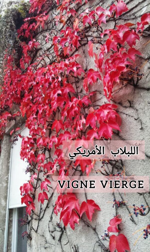 اللبلاب الأمريكي Vigne vierge