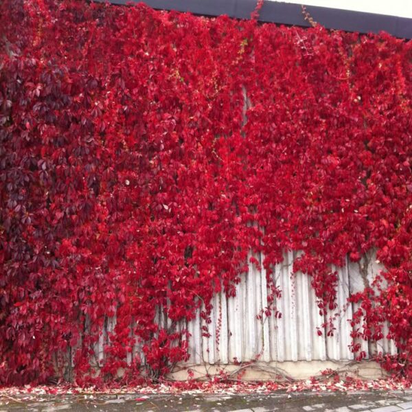 ⁦اللبلاب الأمريكي Vigne vierge⁩ - الصورة ⁦4⁩
