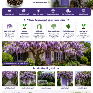 💜 بذور متسلق الوستيريا –  Glycine (Wisteria) 🌿