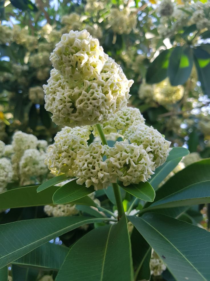 بذور شجرة المليون زهرة Alstonia scholaris - الصورة 6