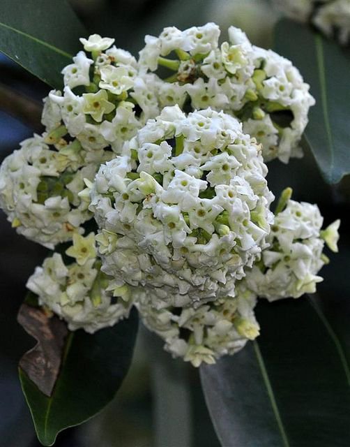 بذور شجرة المليون زهرة Alstonia scholaris - الصورة 2
