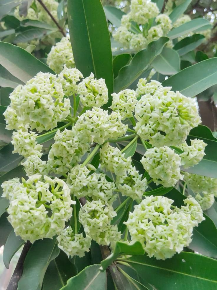 بذور شجرة المليون زهرة Alstonia scholaris - الصورة 7