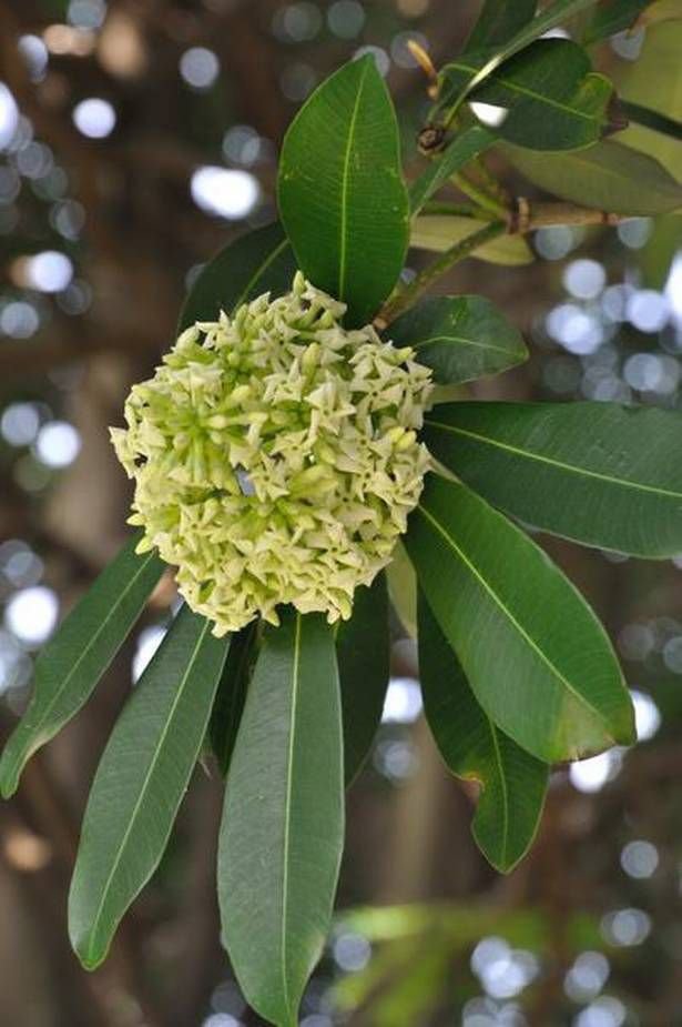 بذور شجرة المليون زهرة Alstonia scholaris - الصورة 5