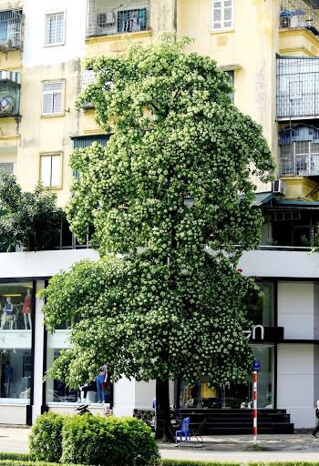 بذور شجرة المليون زهرة Alstonia scholaris - الصورة 3