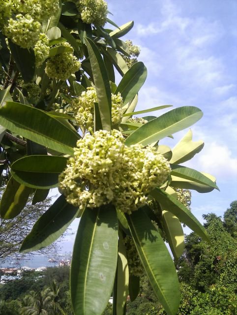 بذور شجرة المليون زهرة Alstonia scholaris - الصورة 4
