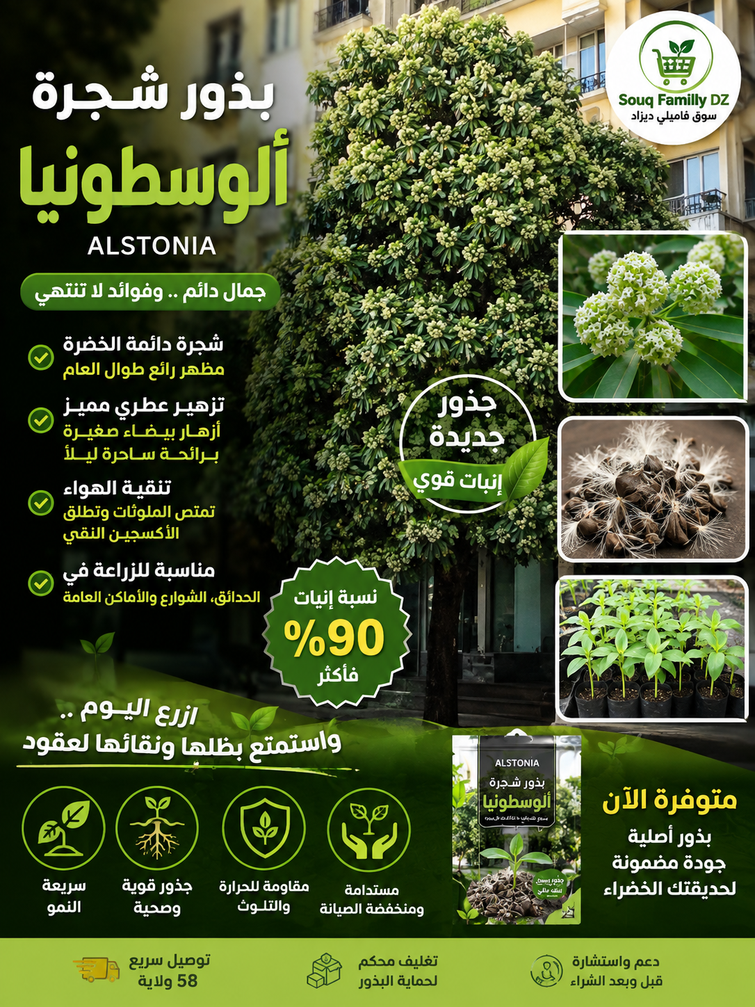 بذور شجرة المليون زهرة Alstonia scholaris - الصورة 8