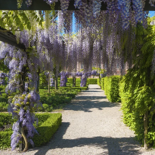 ⁦💜 بذور متسلق الوستيريا –  Glycine (Wisteria) 🌿⁩ - الصورة ⁦4⁩