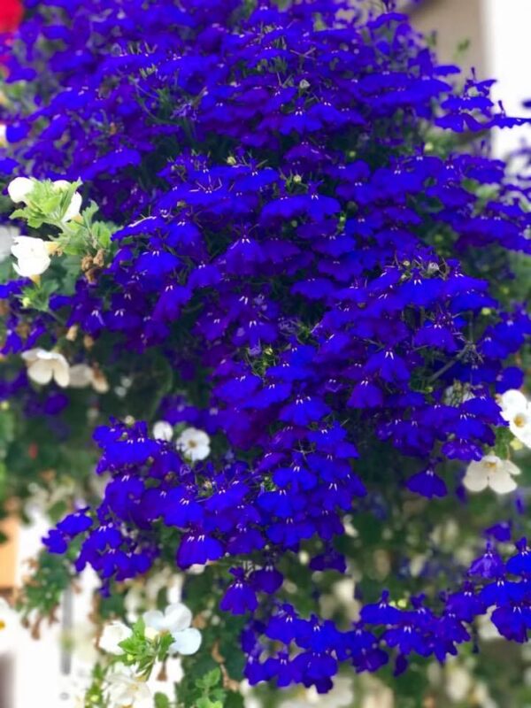 ⁦💙 بذور مجد الصباح الأزرق السماوي⁩ - الصورة ⁦5⁩
