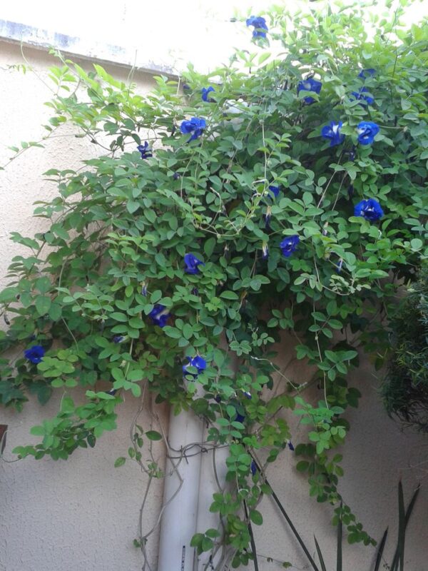 ⁦🔵 بذور زهرة كليتوريا الزرقاء⁩ - الصورة ⁦6⁩