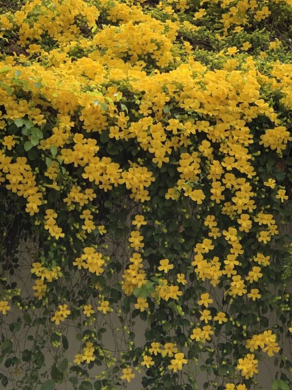 ⁦بذور متسلق مخلب القط⁩ - الصورة ⁦4⁩