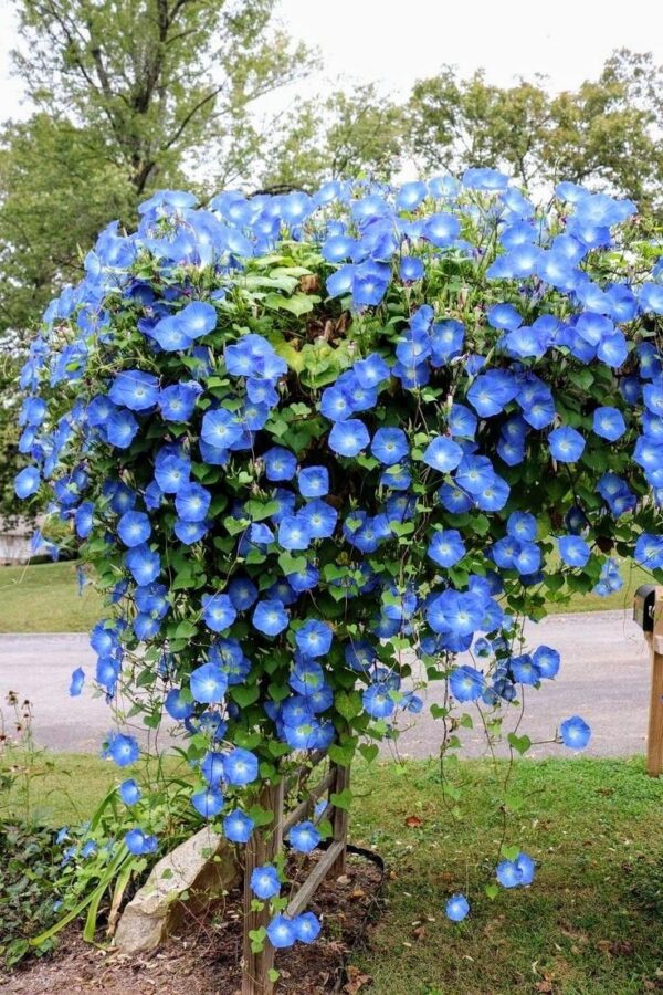 ⁦💜 بذور دورانتا – Venellier du Cayenne (Duranta) 🌿⁩ - الصورة ⁦4⁩