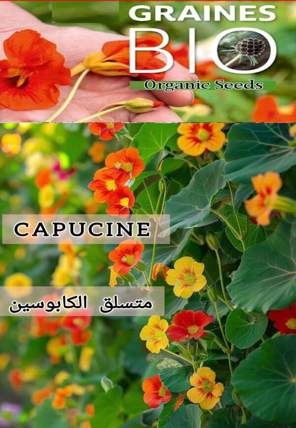 بذور زهرة الكابوسين المتسلقة –   Capucine  🌸