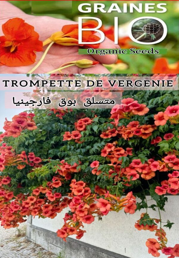 🔥 بذور متسلق بوق فرجينيا – Trompette de Virginie 🔥