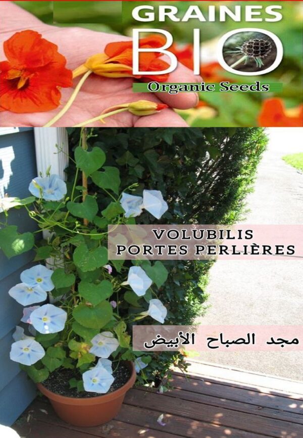🌸 بذور زهرة مجد الصباح الأبيض – Volubilis Portes Perlières 🌿
