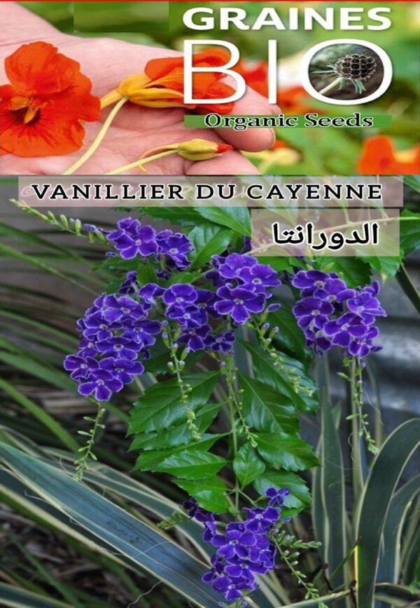 💜 بذور دورانتا – Venellier du Cayenne (Duranta) 🌿