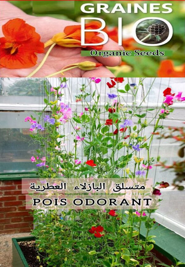 🌸 بذور متسلق البازلاء العطرية