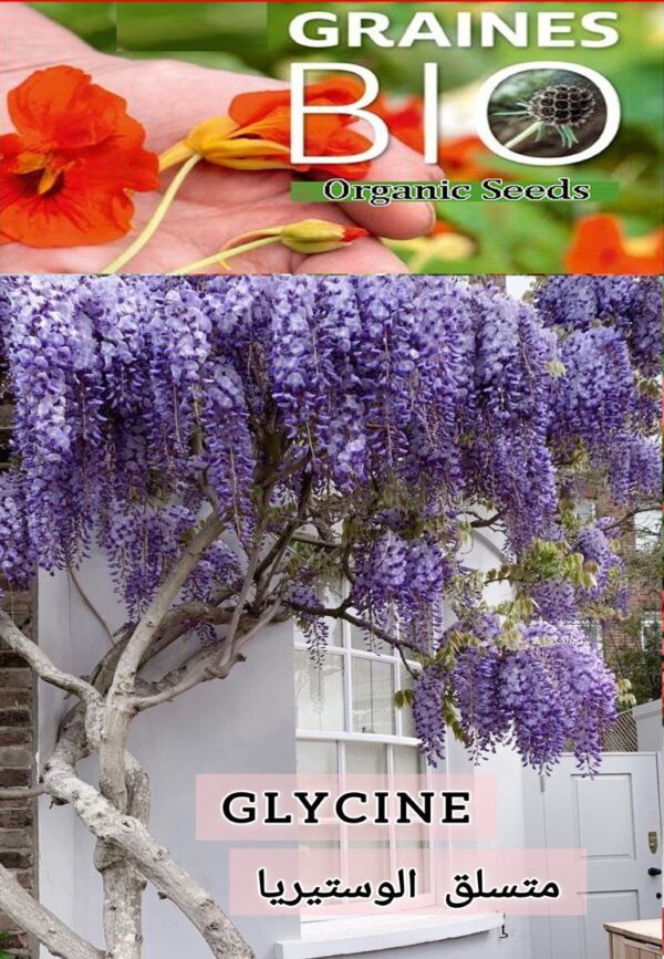 💜 بذور متسلق الوستيريا –  Glycine (Wisteria) 🌿