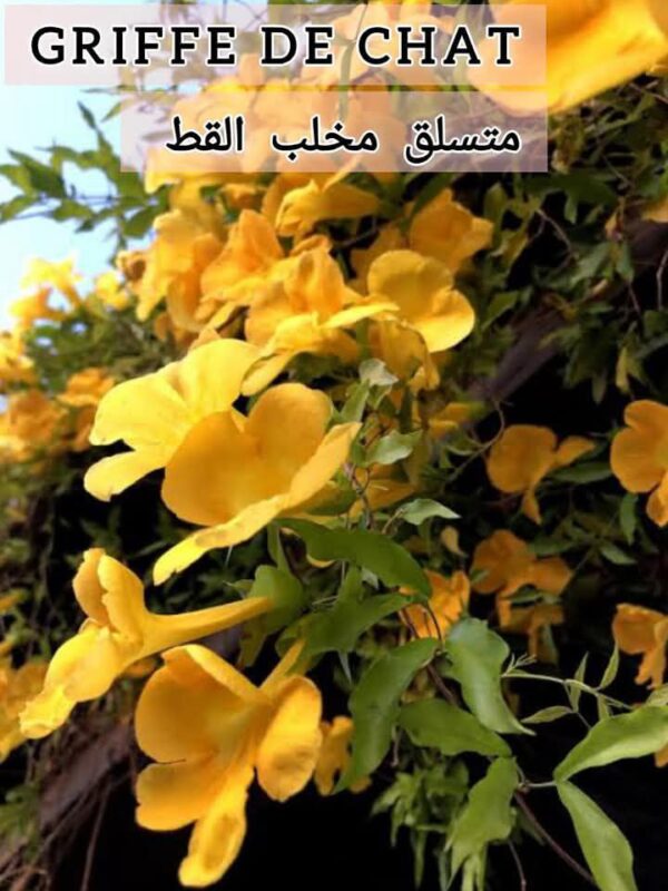 بذور متسلق مخلب القط