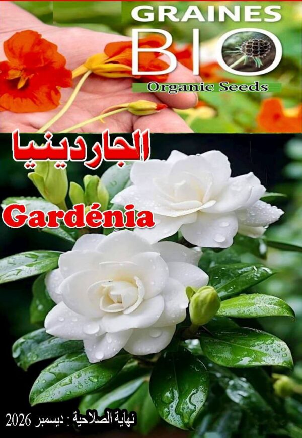 بذور شجره جاردينيا Graines de Gardenia