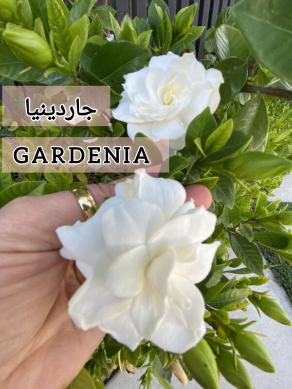 ⁦بذور شجره جاردينيا Graines de Gardenia⁩ - الصورة ⁦8⁩