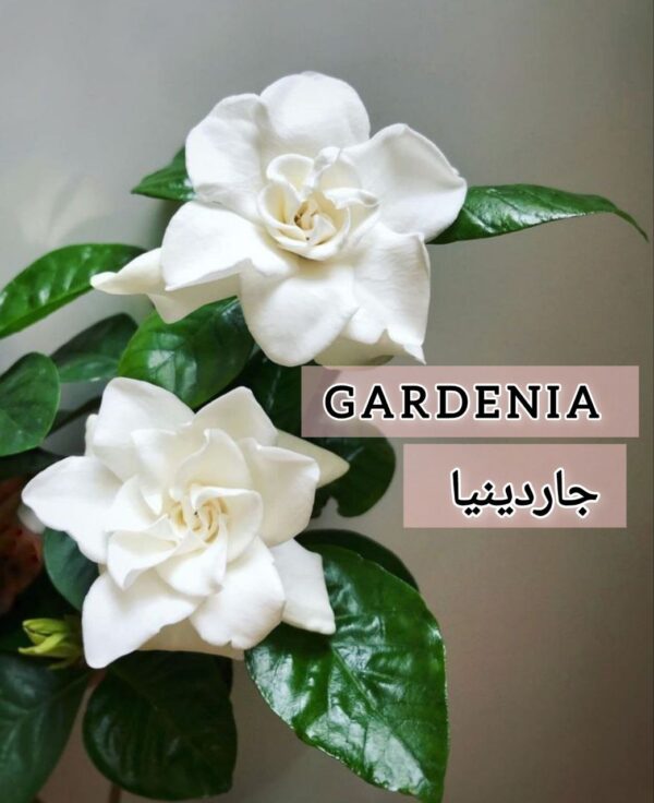 ⁦بذور شجره جاردينيا Graines de Gardenia⁩ - الصورة ⁦7⁩