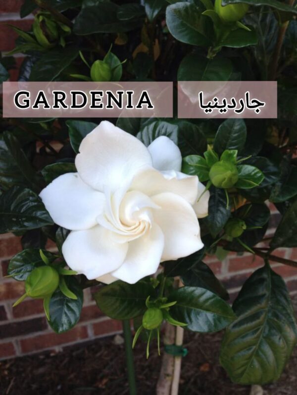 ⁦بذور شجره جاردينيا Graines de Gardenia⁩ - الصورة ⁦3⁩