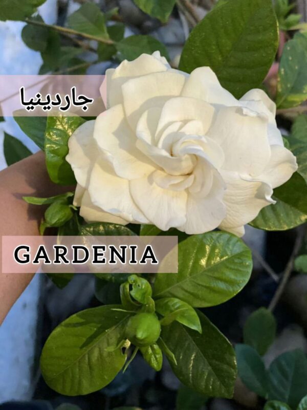 ⁦بذور شجره جاردينيا Graines de Gardenia⁩ - الصورة ⁦2⁩