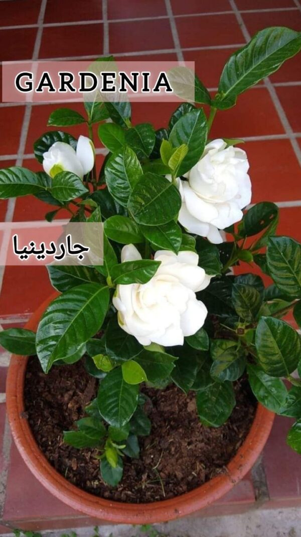 ⁦بذور شجره جاردينيا Graines de Gardenia⁩ - الصورة ⁦6⁩