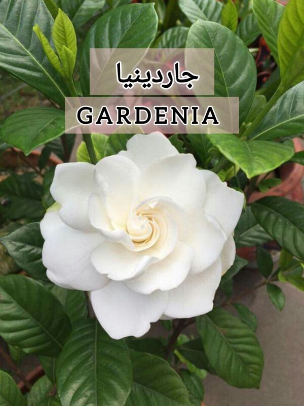 ⁦بذور شجره جاردينيا Graines de Gardenia⁩ - الصورة ⁦4⁩
